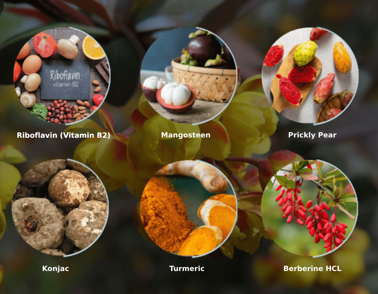 Ignitra plant-based ingredients